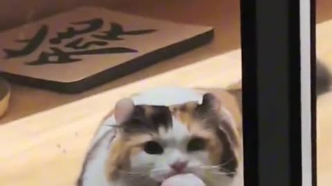 Cat Is A Little Fluffball