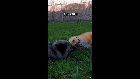 Daddy Goat 24/7 - Out Of Context Memes & Videos