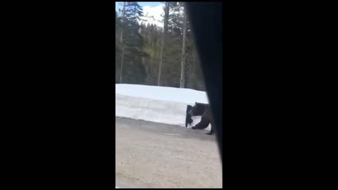 Daddy Goat 24/7 - Out Of Context Memes & Videos