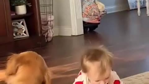 Toddler Lies Down To Play With Dog Best Friend — What Happens Next Is Adorable!