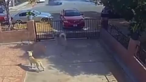 😂🐶 One of Them Understood the Assignment! | FunFM