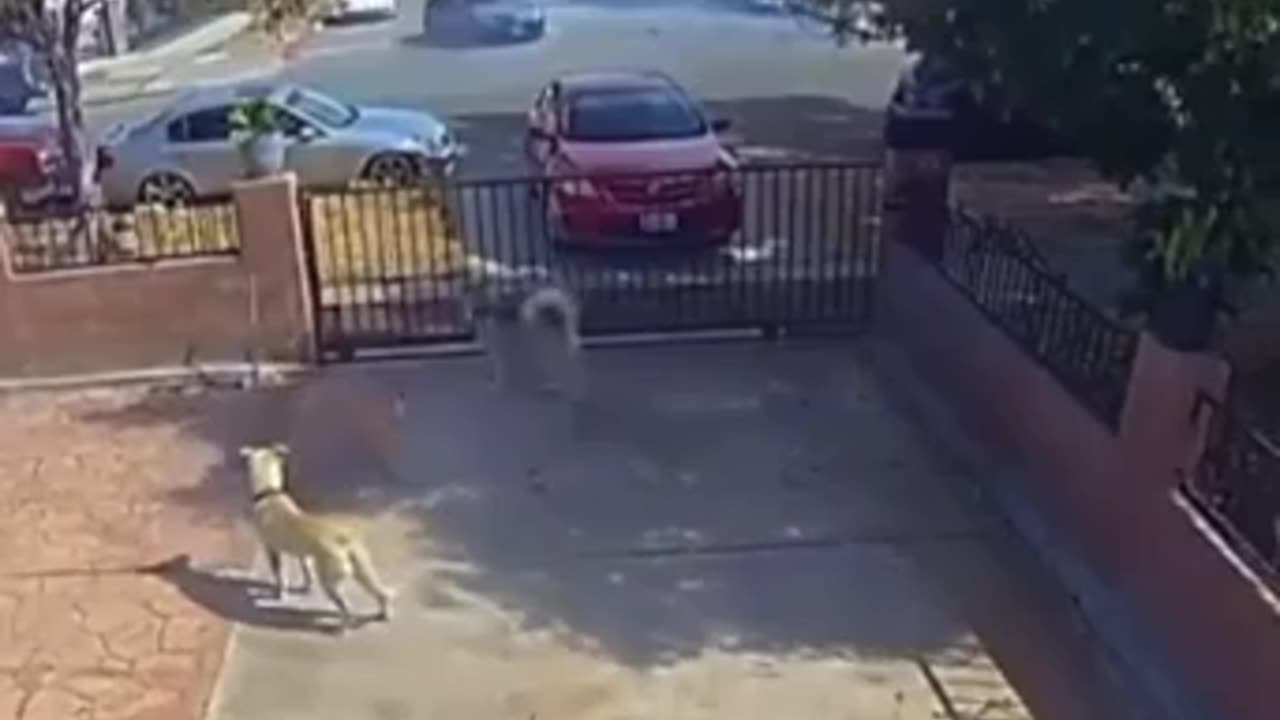 😂🐶 One of Them Understood the Assignment! | FunFM
