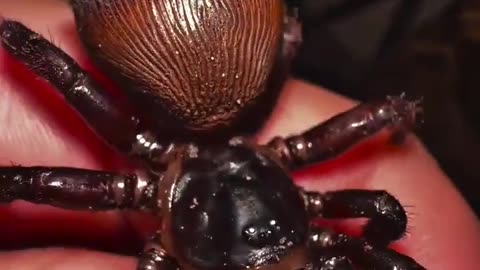 ✨🕷️ The Hourglass Trapdoor Spider Has a Stunning Pattern! | FeedMyCuriosity