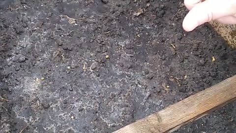 посадка семян_planting seeds_planter des graines_ Samen pflanzen_plantar semillas