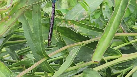 A dragonfly chewing its cud like a Cow I wonder how much methane it is producing?