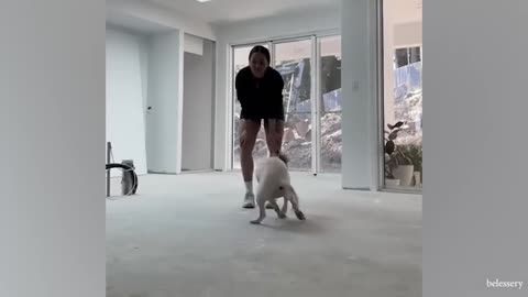 Funny Dogs and Cats