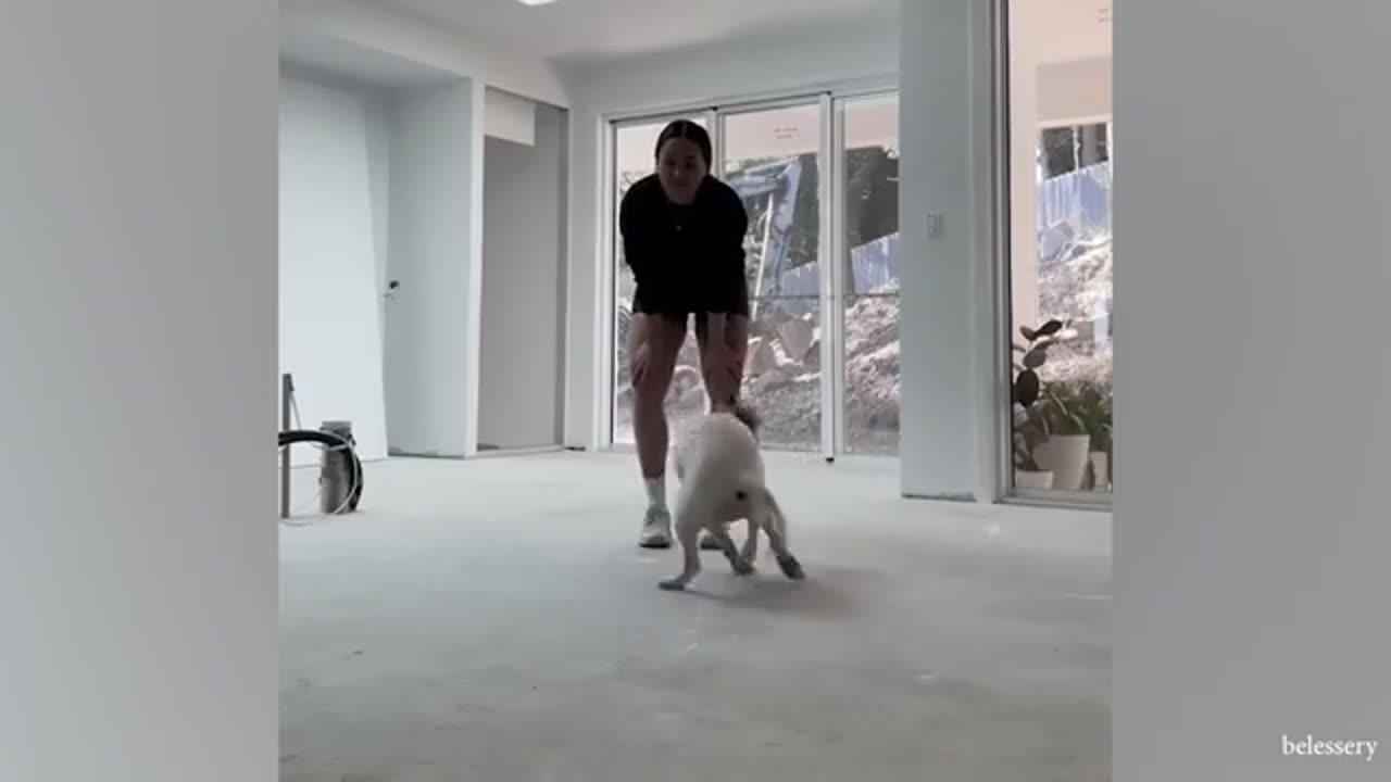 Funny Dogs and Cats