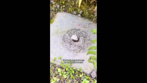Ever see an ant death spiral? I have - this explains it for you and shows you one