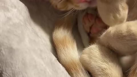 These Funny Cat Videos Will Make You Laugh Into 2025!
