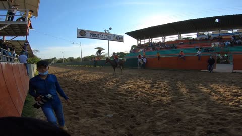 🇨🇴 "COLEO" El DEPORTE más PELIGROSO de COLOMBIA ► Llanos Orientales