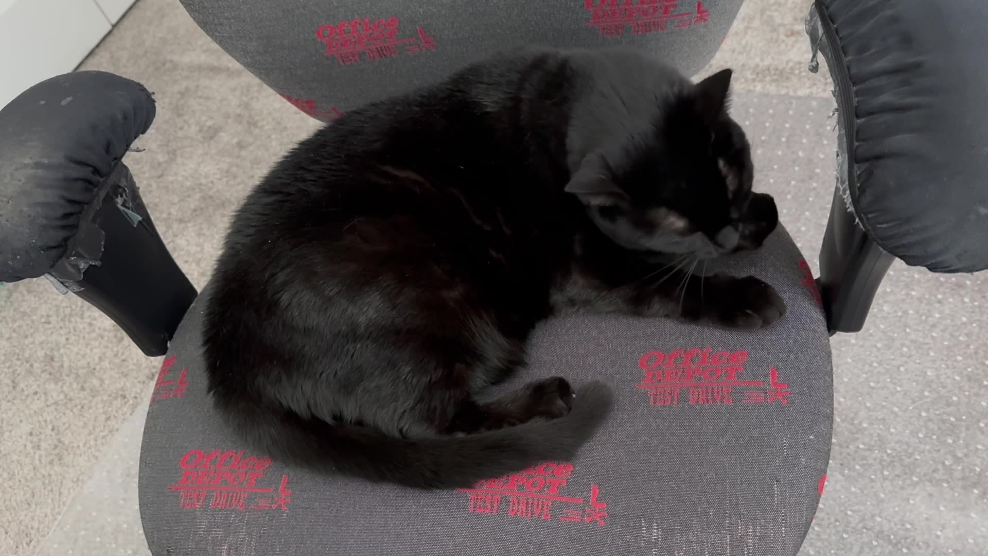 Cute Precious Piper Does a Professional Make Up Job - My Adopted Shelter Cat Vlog