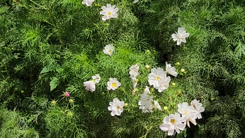 White Wildflowers go Ballistic in the Morning Sun