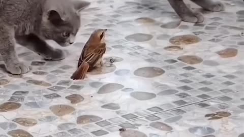 Thrilling Showdown: Bird vs Cats - Ozzy Man Quickies