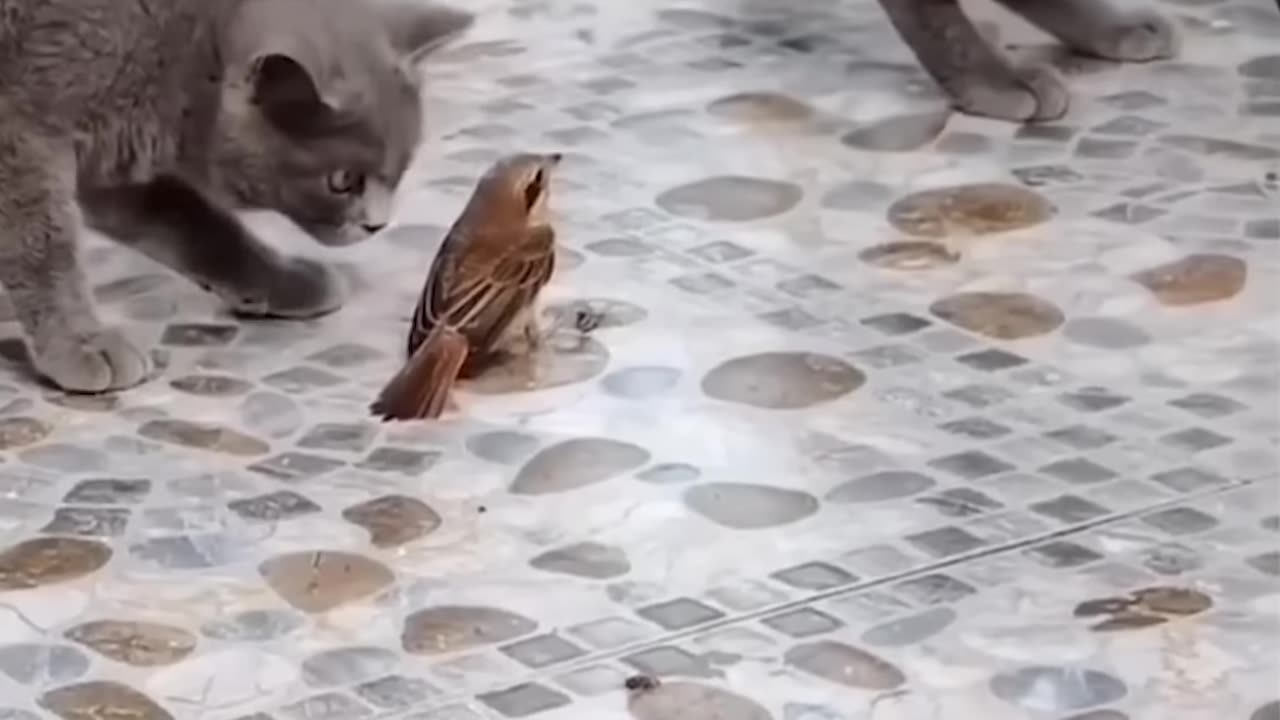 Thrilling Showdown: Bird vs Cats - Ozzy Man Quickies