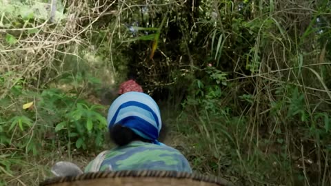 How the Aeta People Forage in the Philippines (Pampanga)