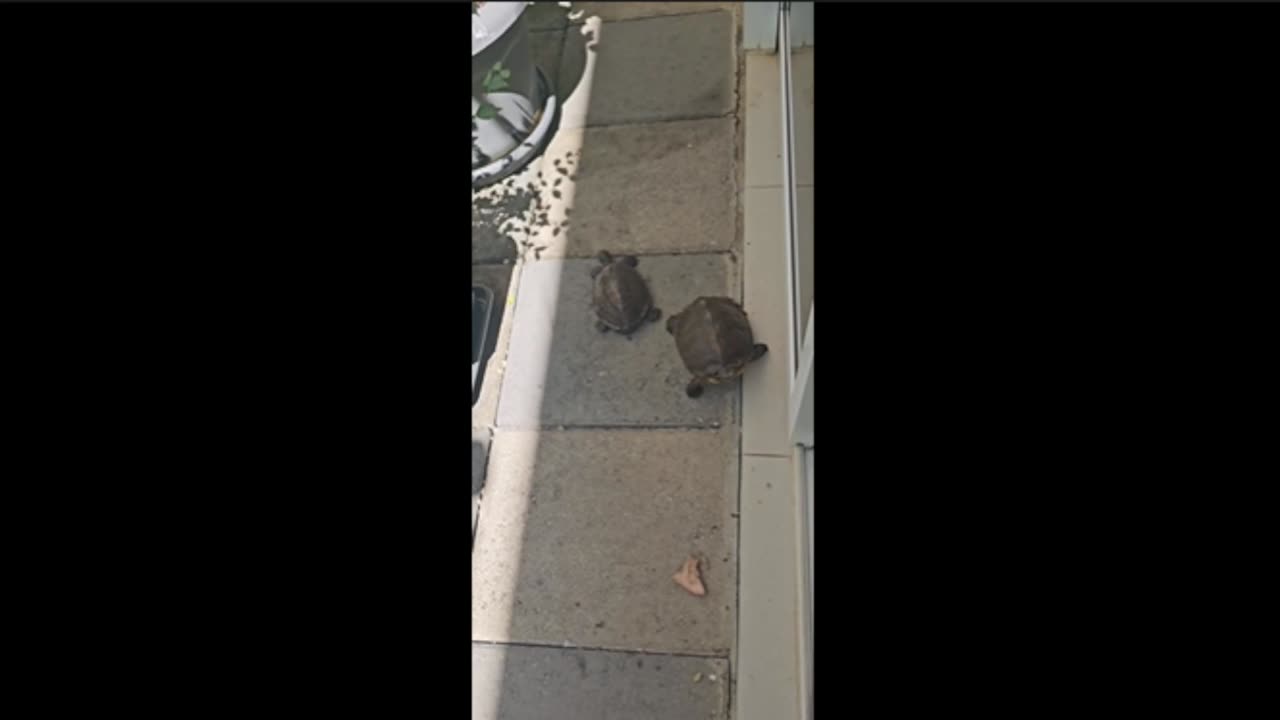 The Most Heartwarming Moment in Nature