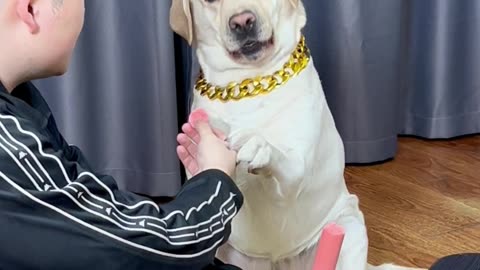 狗狗：上面都有你的口水了，给我拿个干净的Dog: There's your saliva on it, get me a clean one