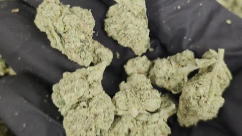 Cadillac Rainbow THC-A Flower 1/8oz