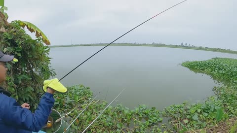 Bowfin Trolling in Lake Swamp Zones