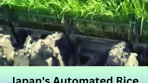 Japan's Automated Rice Transplanter😲😆