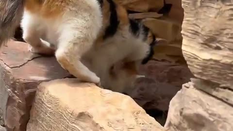 little puppy with the cat