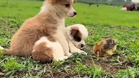 funny video