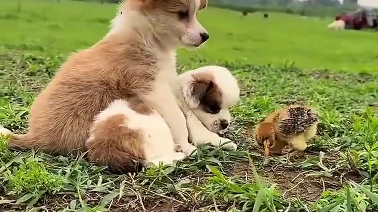 funny video