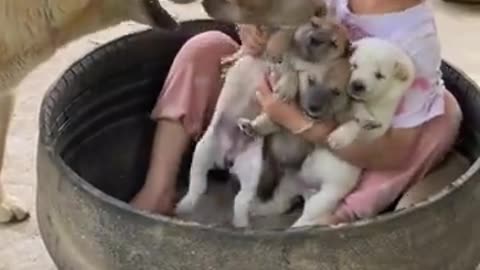 Poor dog mother, her child was taken away but there was nothing she could do