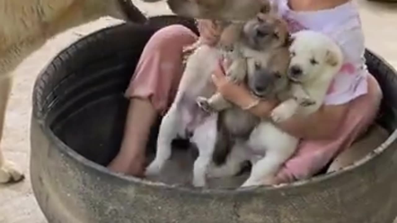 Poor dog mother, her child was taken away but there was nothing she could do