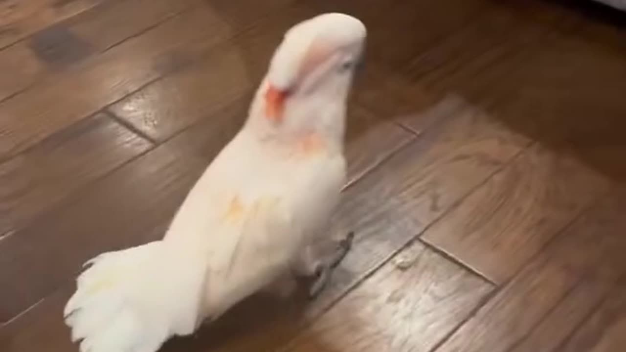 this parrot is world-class!