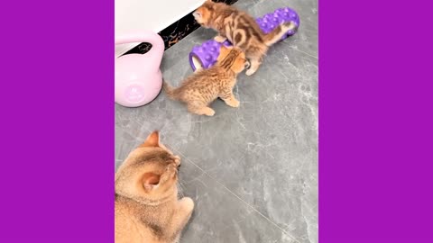 Some funny moments of cute Persian kittens.