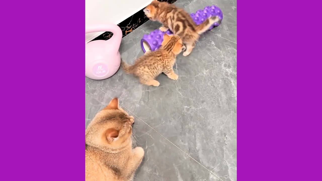 Some funny moments of cute Persian kittens.