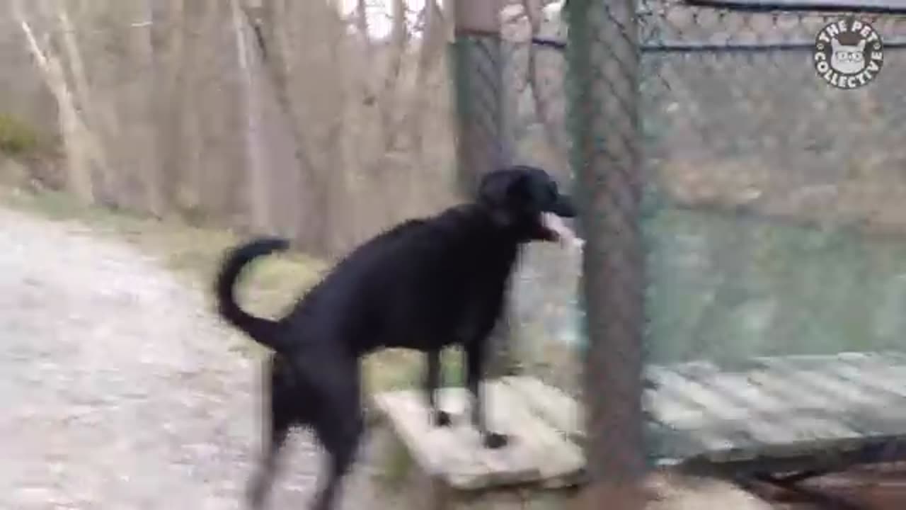 Amazing: Funniest Confused Pets Compilation