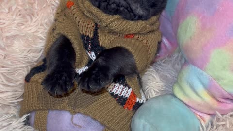 Small Baby Pug Cozy in Bed