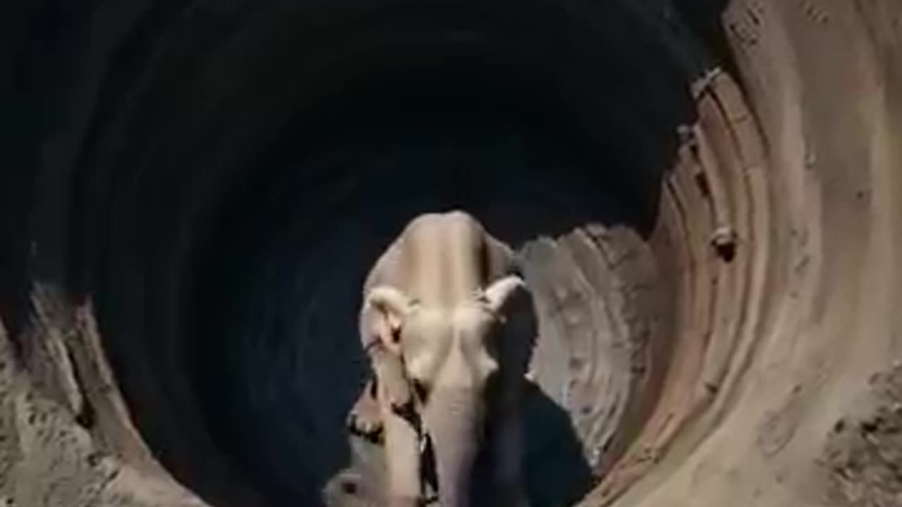 Baby Elephant Begs for Help to Save Trapped Mother 🐘💔 | Heart-Touching Moment*