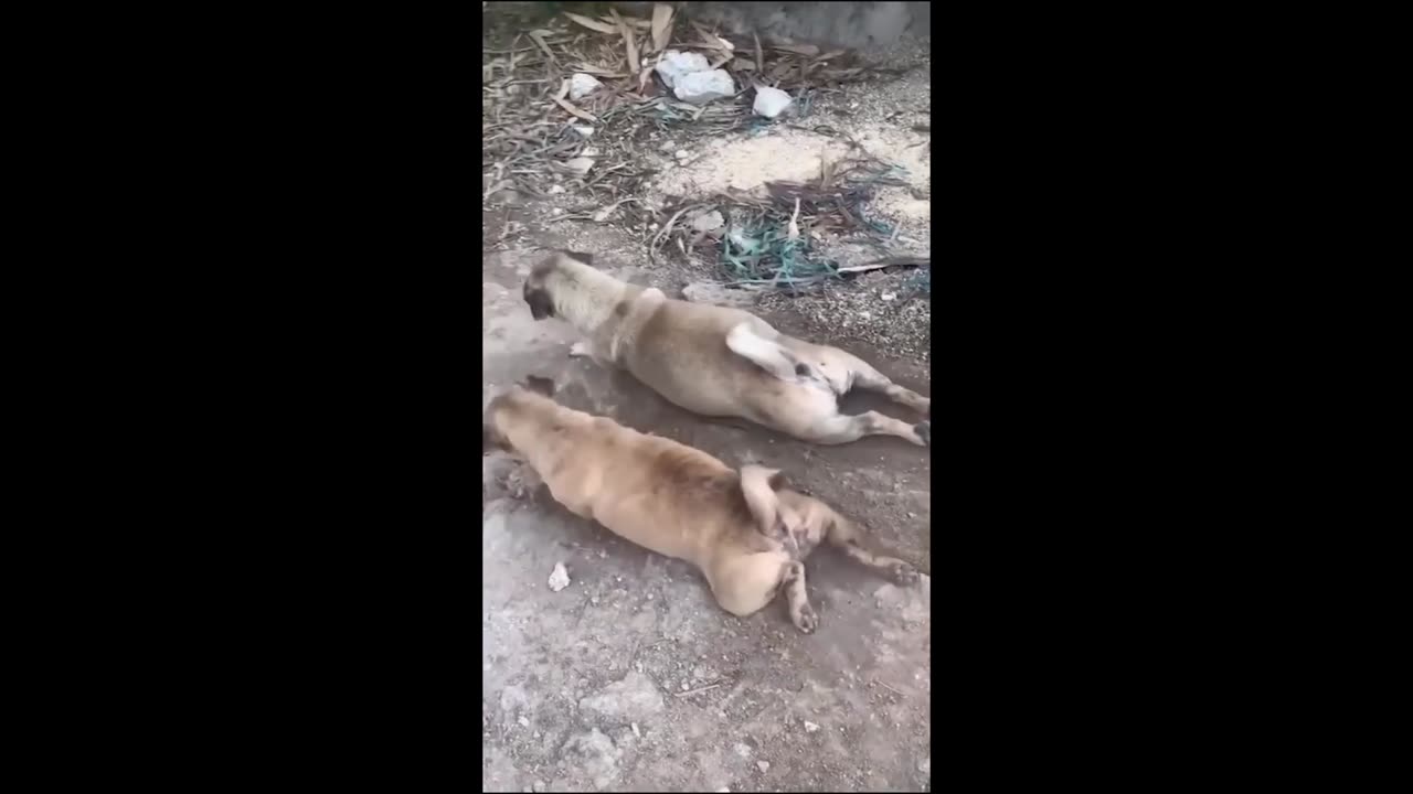 Laugh-Out-Loud Animal Antics: Cutest Fails & Surprises!