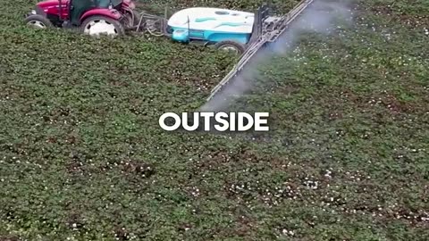 Mc crap frys with human burger