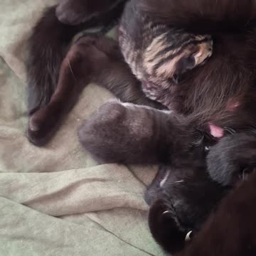 Kittens being born. The next day(3)