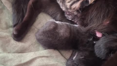 Kittens being born. The next day(3)