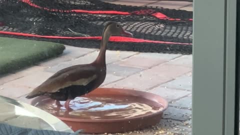 Bird Bath 8-21-2025