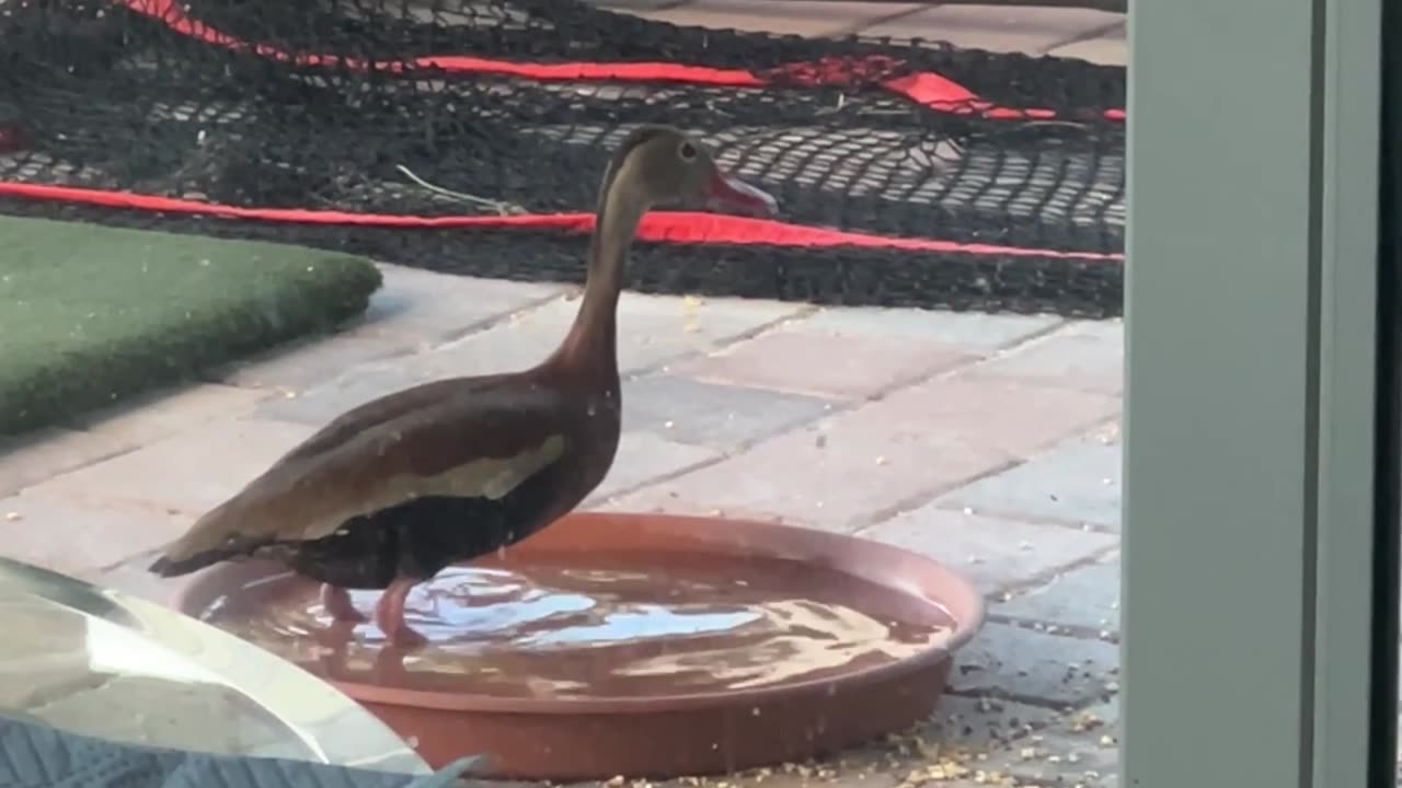 Bird Bath 8-21-2025