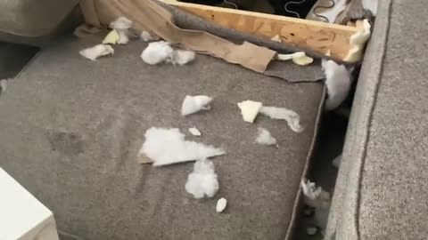 Dog Caught With Paw Print on Destroyed Couch