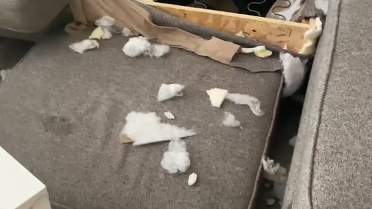 Dog Caught With Paw Print on Destroyed Couch