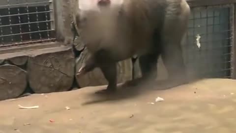 Cute and Funny Animals 😂😂😂😂 #funnyvideo #tiktok #video #animals #videoleap