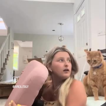 Funny cats video
