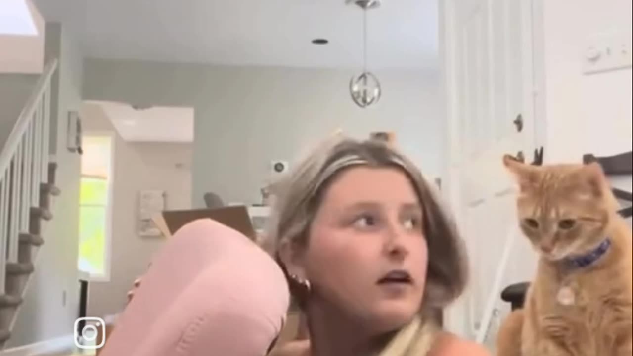 Funny cats video
