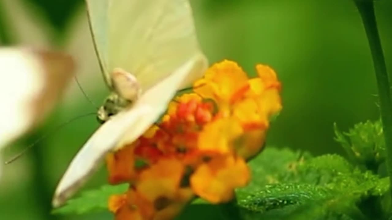 Believe in Your Victory