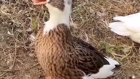 🦆😂 This Duck's Laugh is Unbelievable! | FunFM