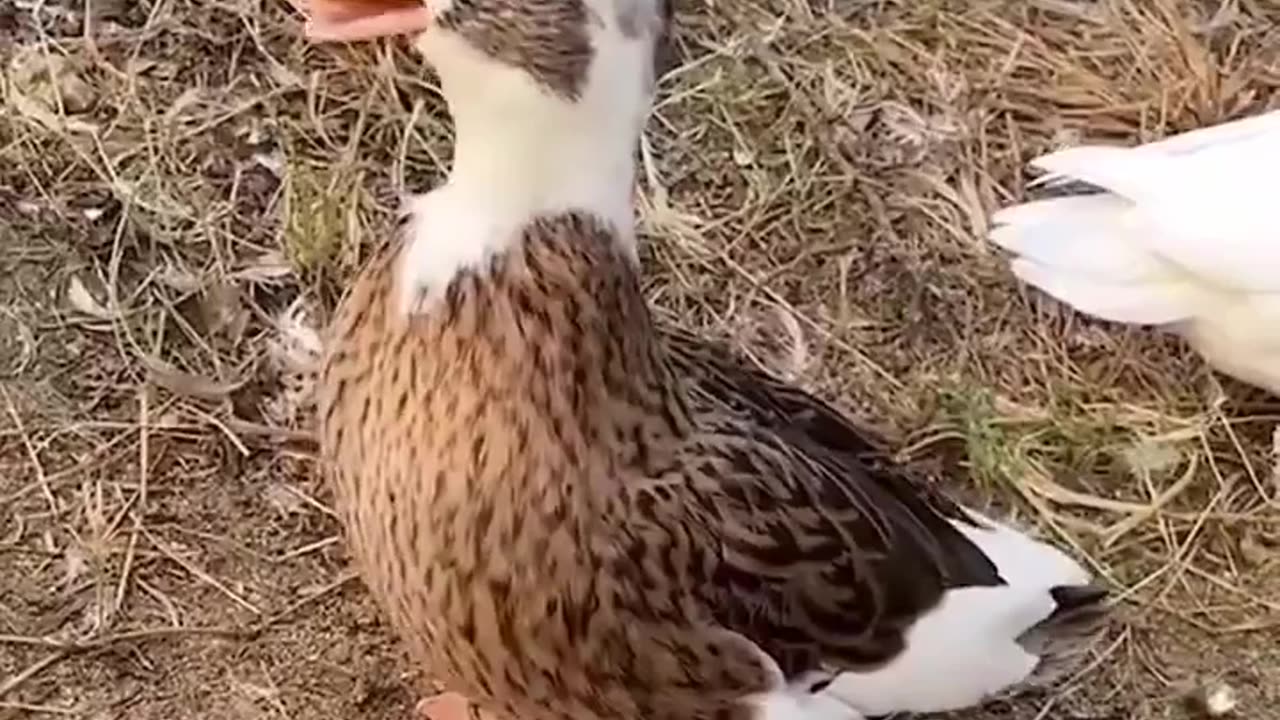 🦆😂 This Duck's Laugh is Unbelievable! | FunFM