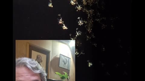 Day nine of raising baby peppermint shrimp